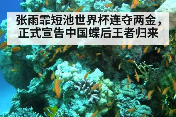 张雨霏短池世界杯连夺两金，正式宣告中国蝶后王者归来